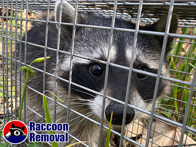 Oakland raccoon trapping